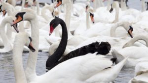 Molti cigni bianchi e tra di loro un cigno nero