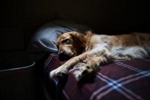 Un cane stanco e demotivato steso sul divano