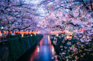 Un corso d'acqua cittadino con gli alberi in fiore e le prime luci della sera